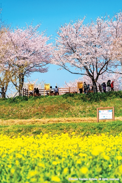 5-5 본문5 사진_낙동강30리 벚꽃_부산관광아카이브_cw10